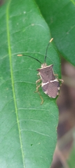 Cletomorpha simulans