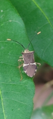 Cletomorpha simulans