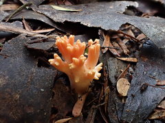 Ramaria anziana