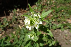 Pseudoturritis turrita