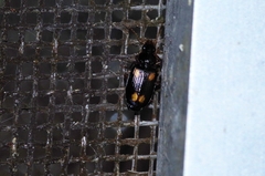 Dolichoctis rotundata