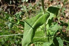 Pseudoturritis turrita