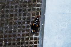 Dolichoctis rotundata