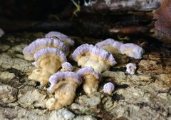 Skeletocutis lilacina