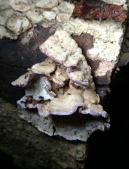 Skeletocutis lilacina