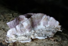 Skeletocutis lilacina