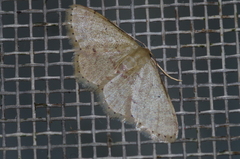 Idaea sakuraii
