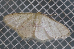 Idaea sakuraii