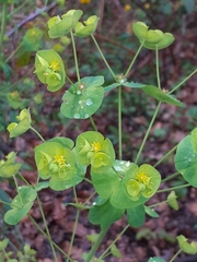 Euphorbia