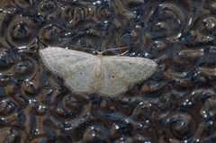 Idaea neovalida