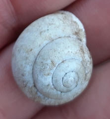 Cepaea hortensis