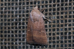 Athetis stellata