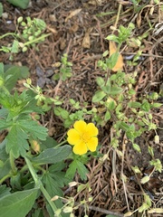 Potentilla