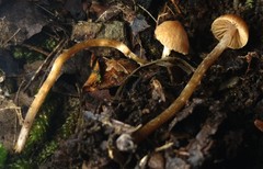 Cortinarius acutus
