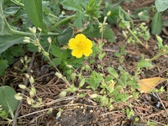 Potentilla