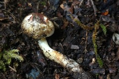 Inocybe dulciolens