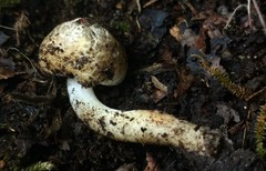 Inocybe dulciolens