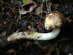 Inocybe dulciolens