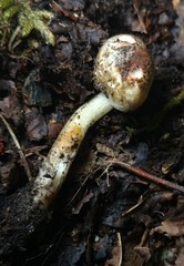 Inocybe dulciolens