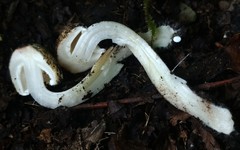 Inocybe dulciolens