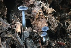 Nitida