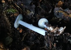 Nitida