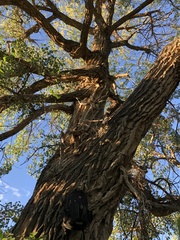 Populus deltoides monilifera