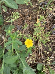 Potentilla