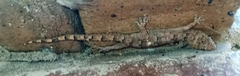 Hemidactylus mabouia