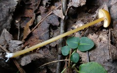 Entoloma unicolor