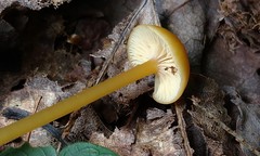 Entoloma unicolor