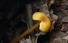 Entoloma unicolor