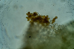 Scapania cuspiduligera