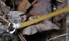 Entoloma unicolor
