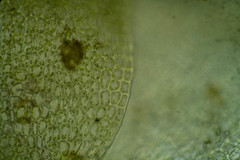 Scapania cuspiduligera