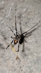 Latrodectus geometricus
