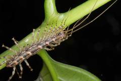 Allothereua maculata