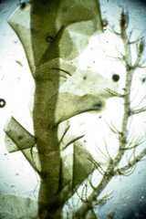 Scapania cuspiduligera