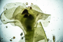 Scapania cuspiduligera