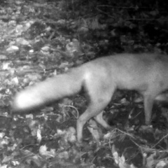 Vulpes vulpes japonica