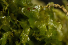 Scapania cuspiduligera