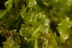 Scapania cuspiduligera