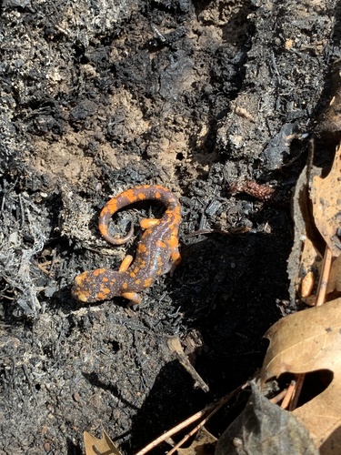 iNaturalist observation photo of Sierra Nevada Ensatina