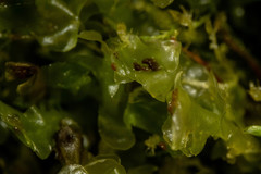 Scapania cuspiduligera