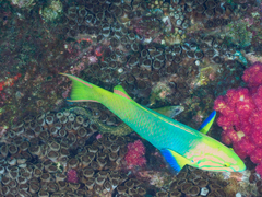 Gymnothorax prionodon