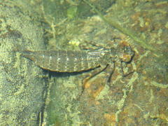 Polycanthagyna erythromelas