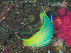 Gymnothorax prionodon