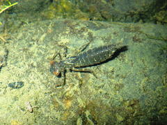 Polycanthagyna erythromelas