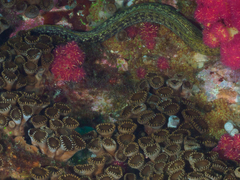 Gymnothorax prionodon