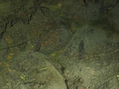 Polycanthagyna erythromelas